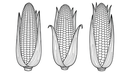 Three corn cobs displayed with detailed sketching a striking silhouette