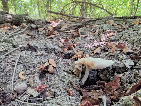 The white mushroom pluteus petasatus grows in dry, muddy soil.