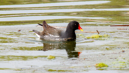 black duck swimming
