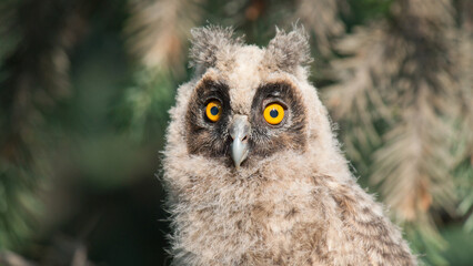 great horned owl
