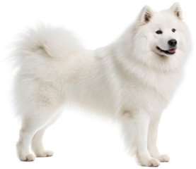 Fluffy pure white Samoyed dog with a happy expression and a pink tongue, depicted in a standing profile view against a glitch-filled, pixelated, and digitally, isolated on transparent background.