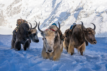 A group of 3 domestic yaks, an animals for wool, milk, meat and carrying heavy loads. Everest base camp trek in Khumbu region, Nepal.
