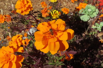 オレンジの花と小さい虫