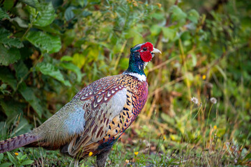 Fototapeta premium Ring-necked pheasant 