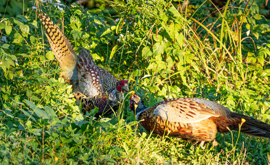 Ring-necked pheasant 