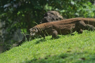 a Komodo dragon crawls on the steep grass while looking around