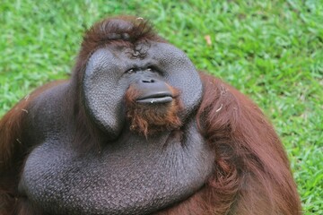 portrait of an orangutan's facial expression sitting on the grass