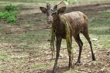 a bawean deer walking in the field with grass around its neck