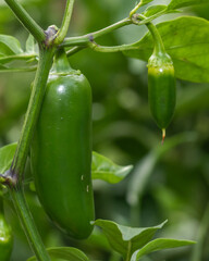 Close-up of fresh green chili peppers growing on the plant, ideal for food branding, organic farming visuals, natural ingredients, sustainability concepts, and spicy cuisine communication