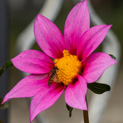 Macro close-up of a vibrant pink flower with a pollinating insect, ideal for nature branding, sustainability campaigns, spring visuals, biodiversity storytelling, and organic design projects