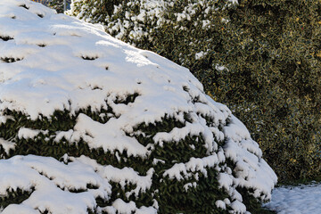 Snow-covered evergreen shrubs creating a clean winter texture, ideal for seasonal backgrounds, nature branding, calm outdoor visuals, landscaping concepts, and minimalist design compositions