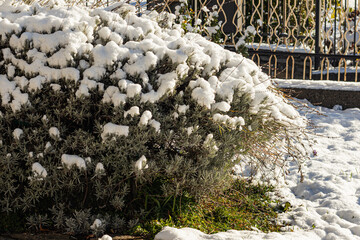 Snow-covered garden shrub in soft winter light, ideal for seasonal backgrounds, nature branding, landscaping inspiration, calm outdoor scenes, and minimalist editorial or web design use