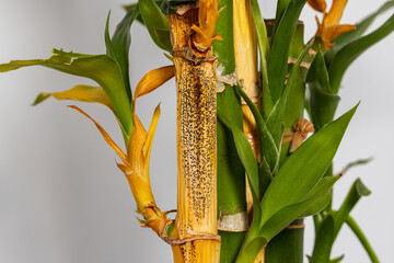 Lucky Bamboo plant with dead leaves and black spots of saprophytic fungus. Plant care, indoor gardening, and growing houseplants concepts. © JJ Gouin