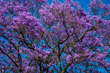 Jacaranda tree in full bloom spreads vibrant purple flowers in Lisbon