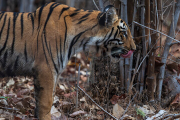 Bengal tiger in the jungle