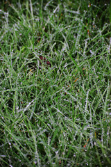 Raindrops on grass