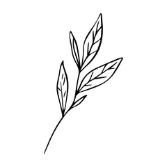 Hand Drawn Minimalist Botanical Sprig. Vector Line Art Branch with Leaves