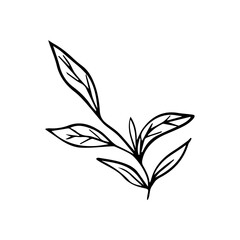 Hand Drawn Minimalist Botanical Sprig. Vector Line Art Branch with Leaves