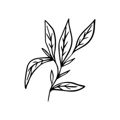 Hand Drawn Minimalist Botanical Sprig. Vector Line Art Branch with Leaves