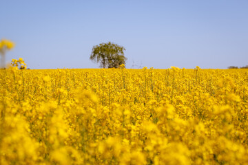 Fototapeta premium Blooming Rapeseed Plants Against Blue Sky in Rural Landscape