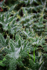 Closeup of spikey weed