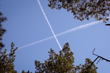 Crossed Airplane Contrails in Blue Sky Above Trees
