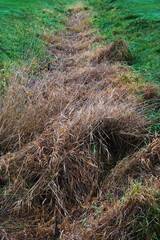 Grass growing out of ditch