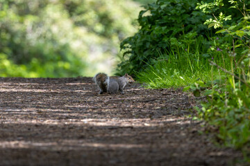 Grey Squirrel (Sciurus carolinensis) - Common in woodlands parks and gardens across Europe