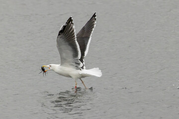 Obraz premium Great Black-backed Gull (Larus marinus) - Common on rocky coasts and estuaries across Europe