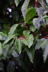 Closeup of Portuguese laurel cherry or Portugal laurel (Prunus lusitanica)