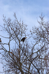 Bald eagle on branch