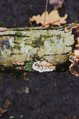 velvet-top fungus, dyer's polypore, dyer's mazegill, or pine dye polypore (Phaeolus schweinitzii)