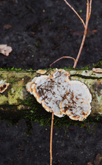 velvet-top fungus, dyer's polypore, dyer's mazegill, or pine dye polypore (Phaeolus schweinitzii)