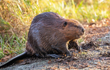 North American Beaver