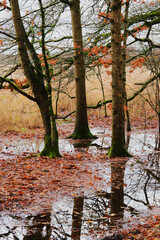 Tree in flooded forest