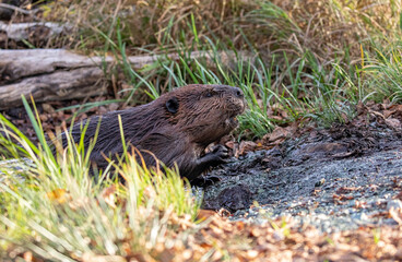 North American Beaver