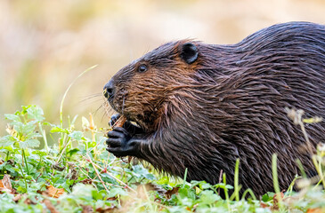 North American Beaver