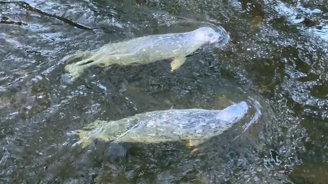 Harbor Seals Swimming in Ketchikan (Phoca vitulina)
