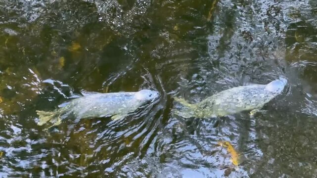 Harbor Seals Swimming in Ketchikan (Phoca vitulina)