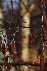 Red alder (Alnus rubra)