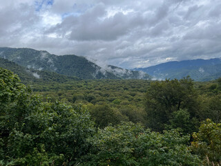 秋の尾瀬、沼山峠周辺に広がる樹林帯の風景。