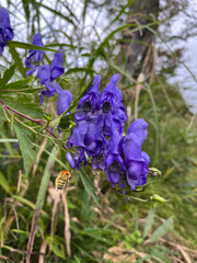 秋の尾瀬で、山小屋のそばに静かに咲くトリカブト。
