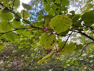 夏の終わりの夜に包まれた尾瀬ヶ原。