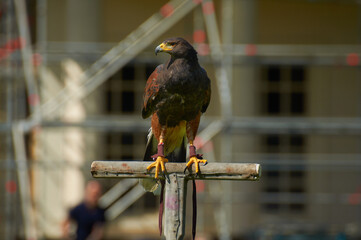 Golden Eagle Resting During Falconry Event