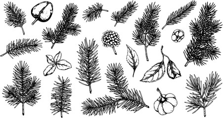 Hand-drawn set of detailed botanical elements featuring pine and fir tree branches, leaves, and berries, perfect for nature-inspired designs, winter holidays, and Christmas projects. © kulinadsgn