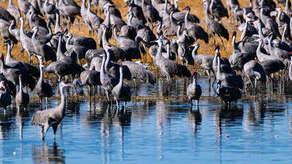Obraz premium Sandhill cranes (antigone canadensis) taking flight at their winter home near Wilcox AZ