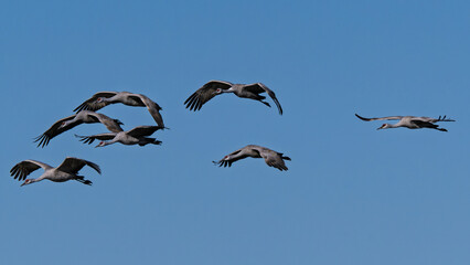 Obraz premium Sandhill cranes (antigone canadensis) taking flight at their winter home near Wilcox AZ