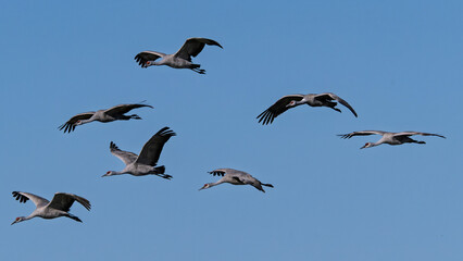 Obraz premium Sandhill cranes (antigone canadensis) taking flight at their winter home near Wilcox AZ