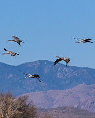 Fototapeta premium Sandhill cranes (antigone canadensis) taking flight at their winter home near Wilcox AZ