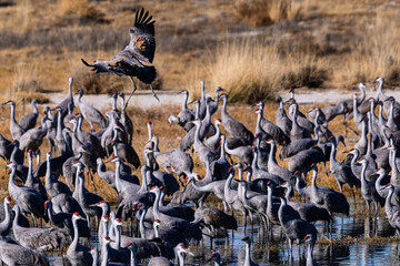 Naklejka premium Sandhill cranes (antigone canadensis) taking flight at their winter home near Wilcox AZ